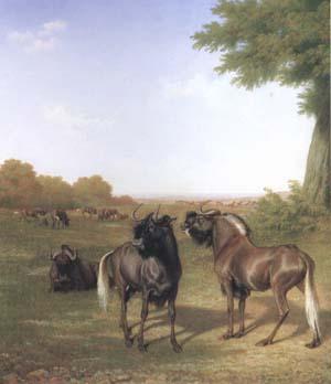 Jacques-Laurent Agasse White-Tailed Gnus (mk25) oil painting image